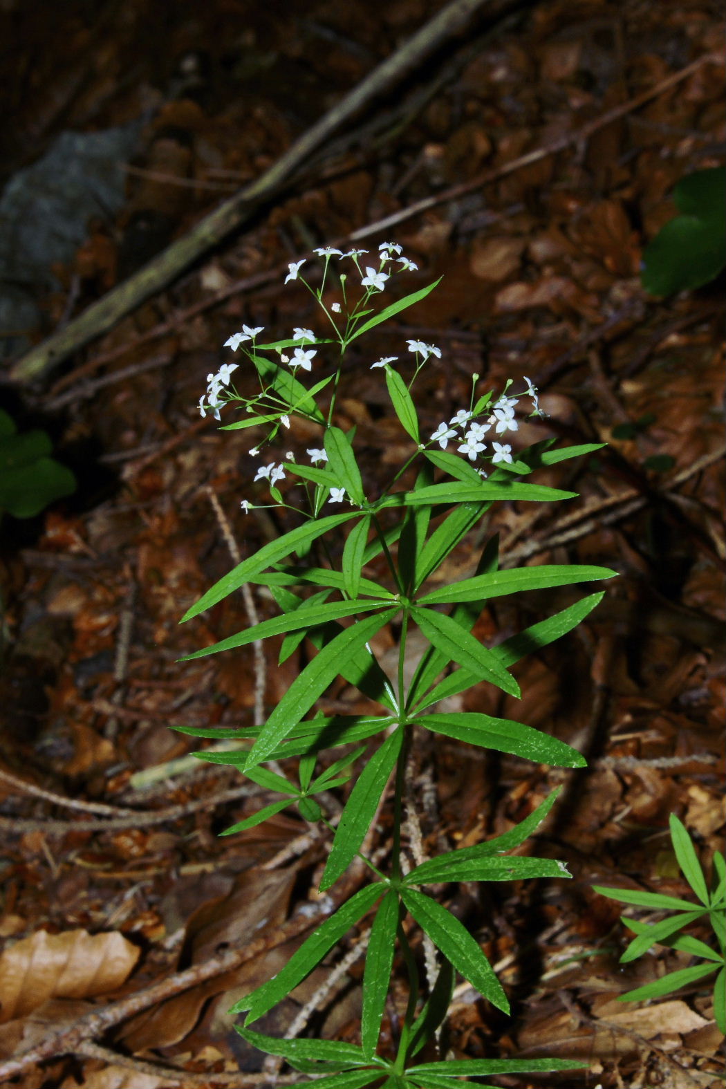 Rubiacea da determinare